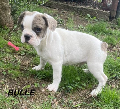 BULLE 01/09