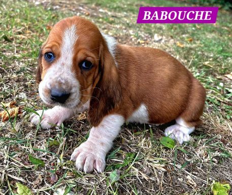 BABOUCHE 1MOIS
