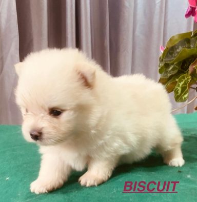 BISCUIT 1MOIS