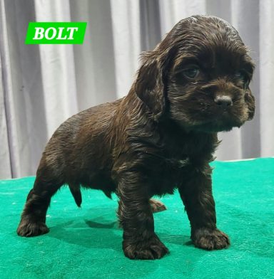 BOLT 1MOIS