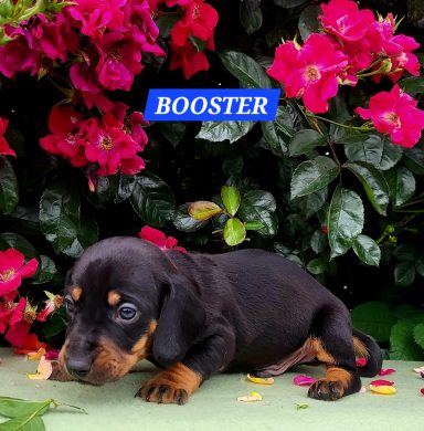 BOOSTER 4SEMAINES