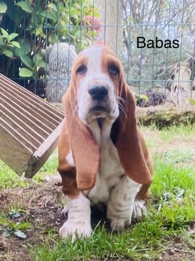 BABAS 01/09