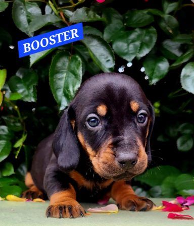 BOOSTER 4SEMAINES