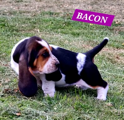 BACON 7SEMAINES