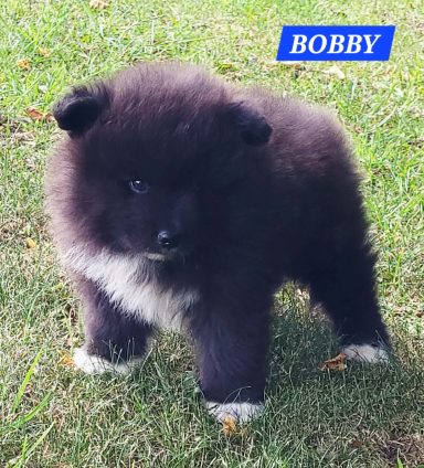 BOBBY 1 MOIS ET DEMI
