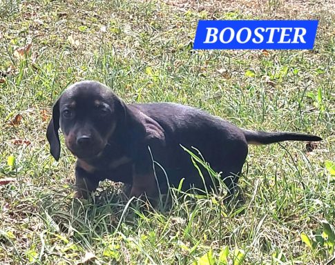 BOOSTER 5SEMAINES