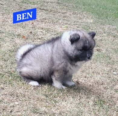 BEN 1 MOIS ET DEMI