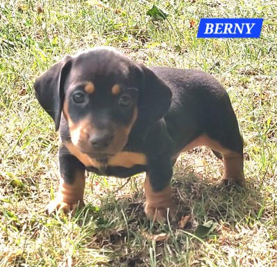 BERNY 5SEMAINES