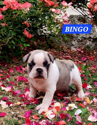 BINGO 1MOIS