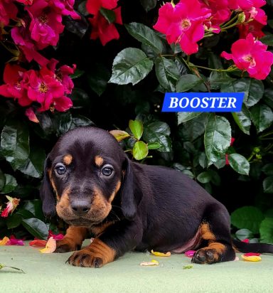 BOOSTER 4SEMAINES