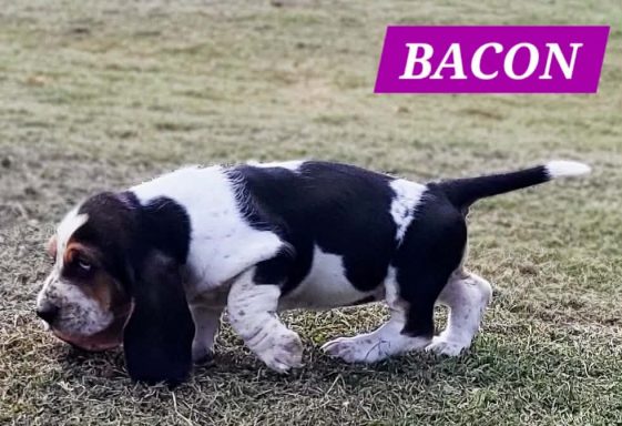 BACON 7SEMAINES