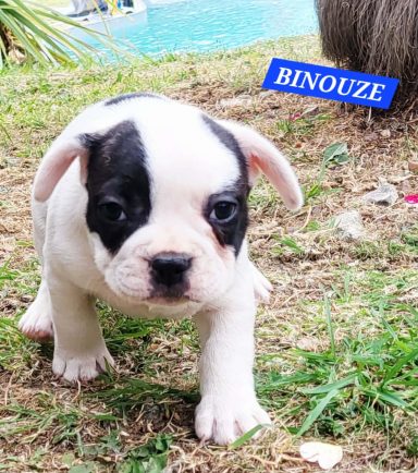 BINOUZE 1MOIS ET DEMI