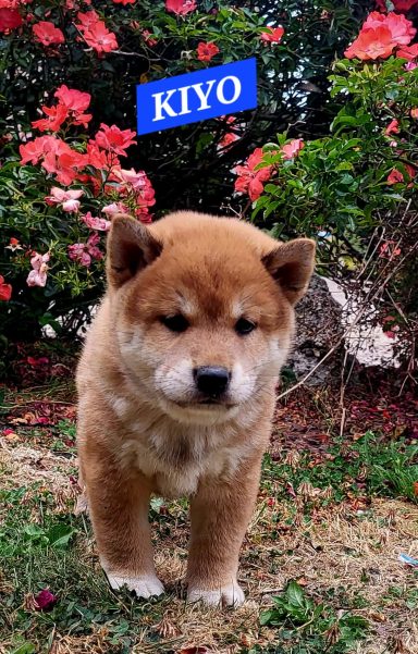 KIYO 1MOIS ET DEMI