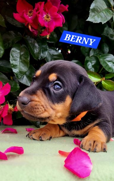 BERNY 4SEMAINES