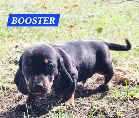 BOOSTER 5SEMAINES