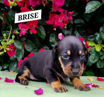 BRISE 4SEMAINES