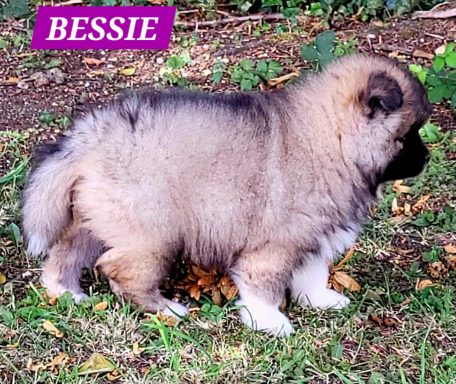 BESSIE 1MOIS ET DEMI