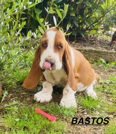 BASTOS 01/09