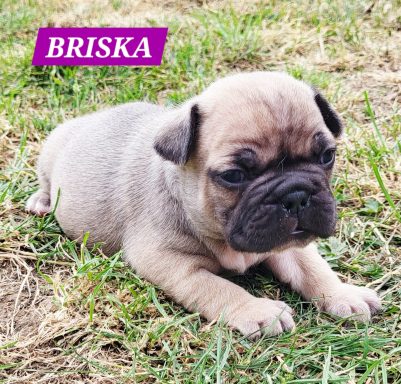 BRISKA 3SEMAINES