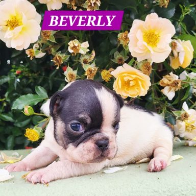 BEVERLY 3SEMAINES