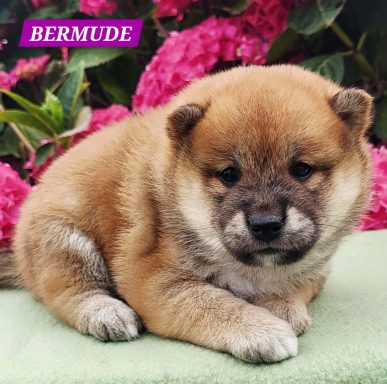BERMUDE 1MOIS