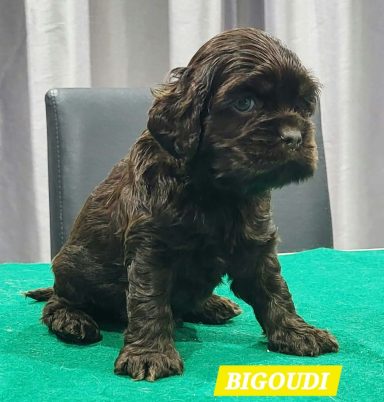 BIGOUDI 1MOIS
