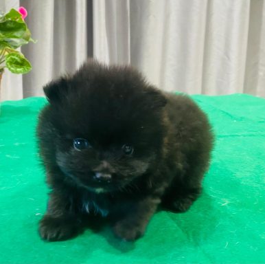 BUDDY 1MOIS