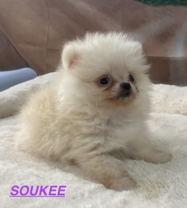 SOOKEE 01/09