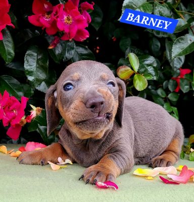 BARNEY 4SEMAINES