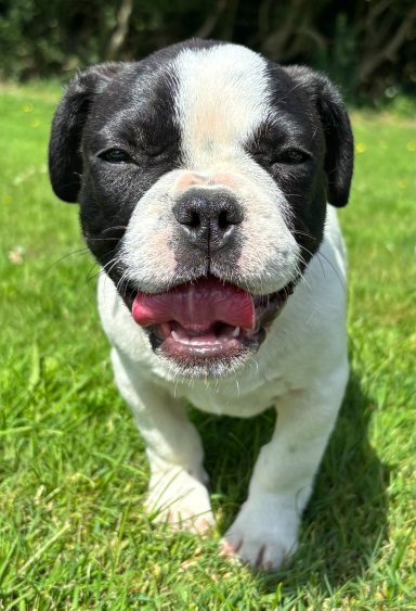 BROWNIE 24/06