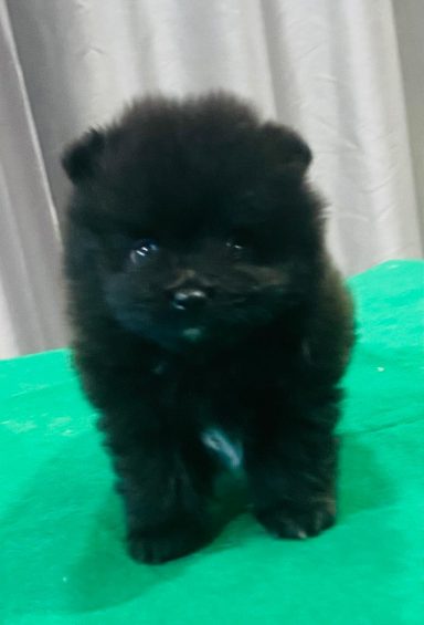 BUDDY 1MOIS