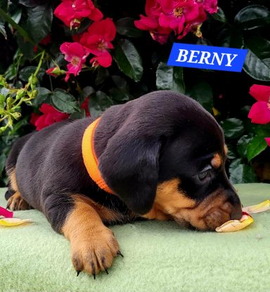 BERNY 4SEMAINES