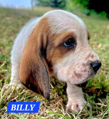 BILLY 1MOIS