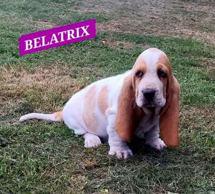 BELATRIX 7SEMAINES