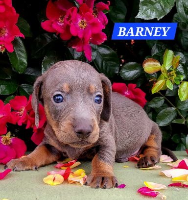 BARNEY 4SEMAINES