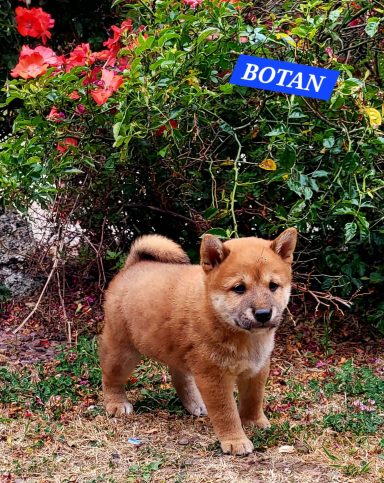 BOTAN 1MOIS ET DEMI