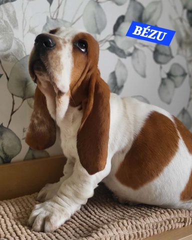 BEZU 2MOIS ET DEMI