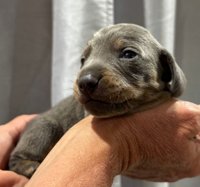 BARNEY 13jours