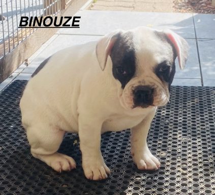 BINOUZE 01/09