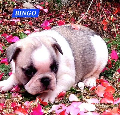 BINGO 1MOIS