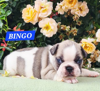 BINGO 3SEMAINES