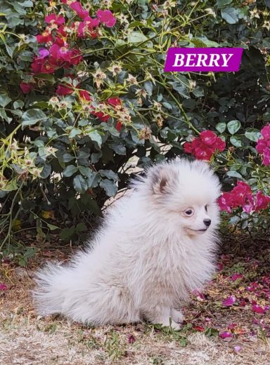 BERRY 14/07