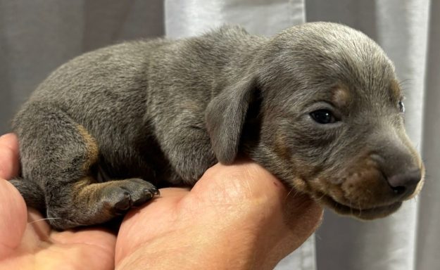 BARNEY 13jours