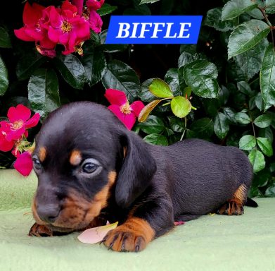 BIFFLE 4SEMAINES