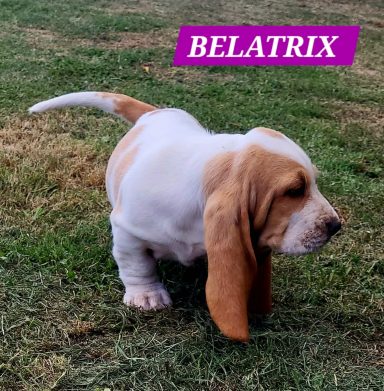 BELATRIX 7SEMAINES