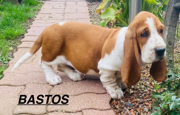 BASTOS 01/09