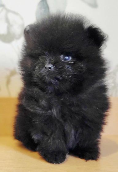 BLACKY 1MOIS ET DEMI