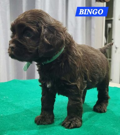 BINGO 1MOIS