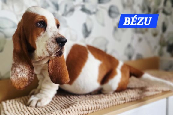 BEZU 2MOIS ET DEMI