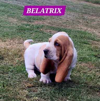 BELATRIX 7SEMAINES